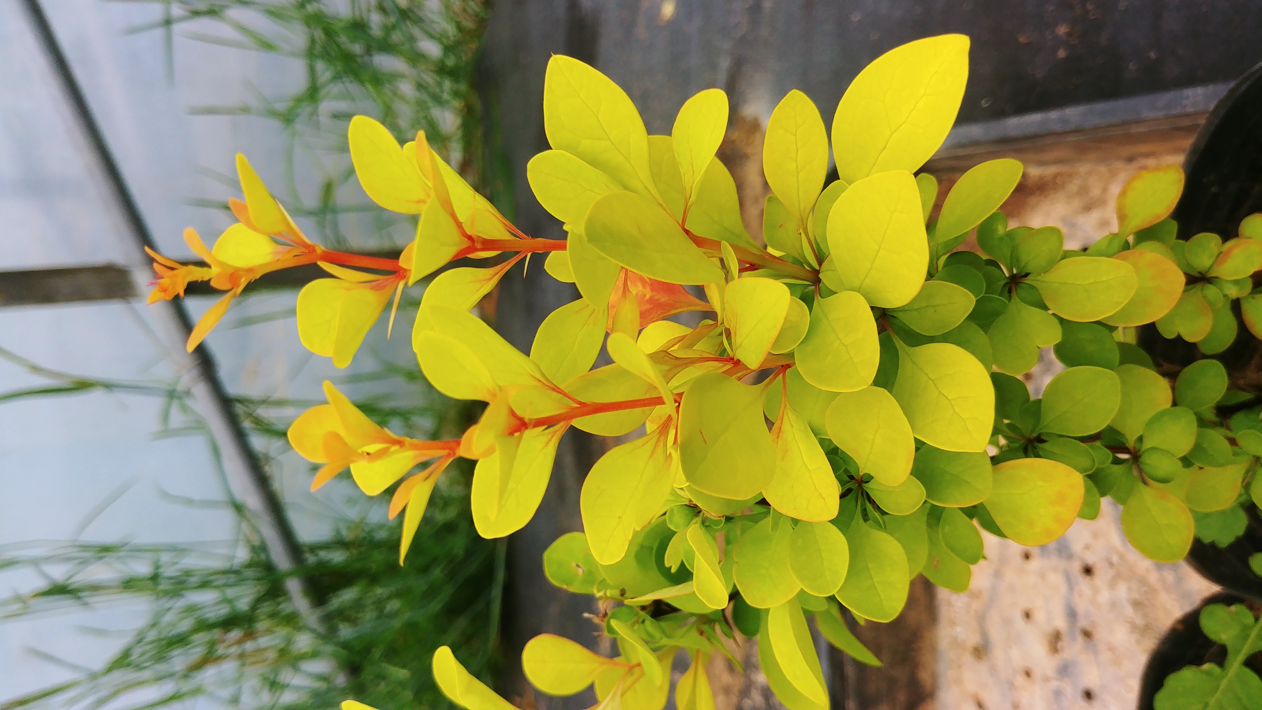 Berberis thunbergii 'Golden Torch'
